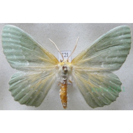 Geometra papilionaria (Linnaeus, 1758) Miernik zieleniak Czech72l